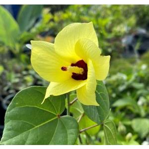 オオハマボウ（ユウナ） 苗 苗木 : 日本花卉ガーデンセンターYahoo!店