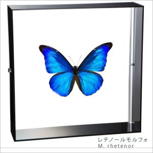 2026年2月】標本セット（蝶（標本））のおすすめ人気ランキング