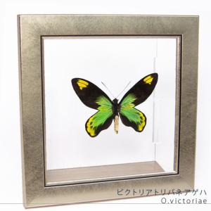 昆虫標本 蝶の標本 ゴダルティモルフォ ボリビア産 メタリック調ライト