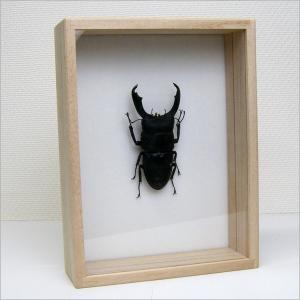 昆虫標本 ギラファノコギリクワガタ 桐箱 : ソプラノYahoo!店 - 通販