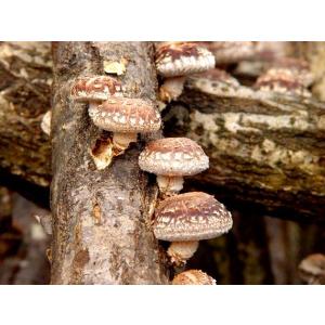 きのこ種駒】キノックス 「ひらたけ（別名：しめじ） H64号」種駒 500