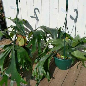 2026年2月】ビカクシダのおすすめ人気ランキング - Yahoo!ショッピング