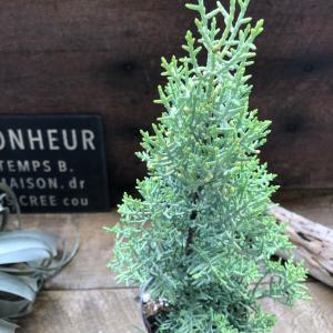ムーングロー 10号 コニファー 観葉植物 インテリア 鉢植え