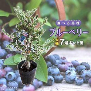 ブルーベリー （ 5年生 ） 7号ポット苗木 大苗 【 選べる品種 】（全20