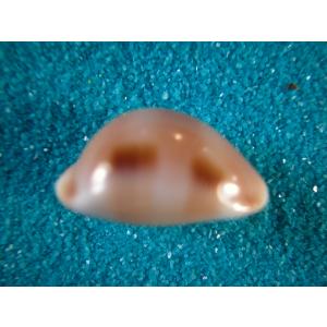 ブランデーガイ : 貝殻ストア - 通販 - Yahoo!ショッピング