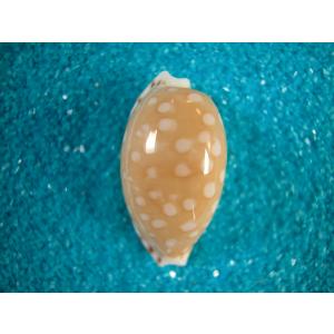 キッコウダカラ : 貝殻ストア - 通販 - Yahoo!ショッピング