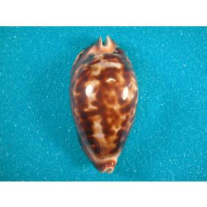 キッコウダカラ : 貝殻ストア - 通販 - Yahoo!ショッピング