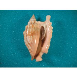 ミナミノオキナエビスガイ : 貝殻ストア - 通販 - Yahoo!ショッピング