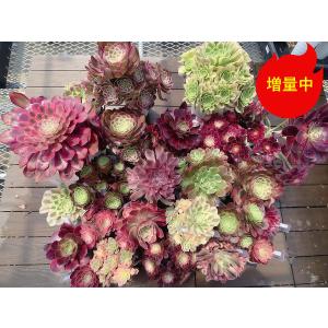 農園直売 多肉植物 寄せ植え アエオニウム属 ハルナ（群）特特大 約30