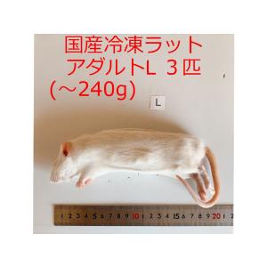 ショップザ・パーン - Yahoo!ショッピング