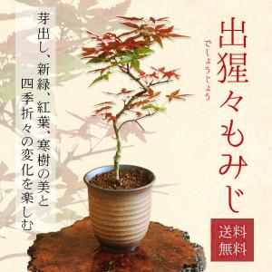 イロハモミジ盆栽 もみじ bonsai 送料無料 : 盆栽ショップ わびさび