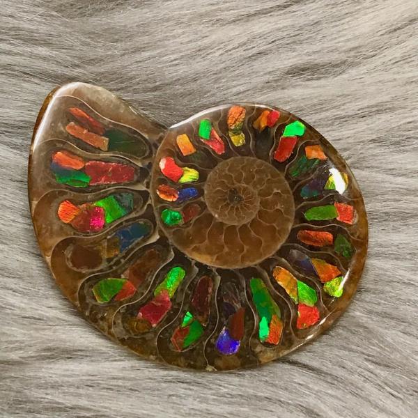 アンモナイト スライス 化石 ペア アンモナイトアンモライト-1