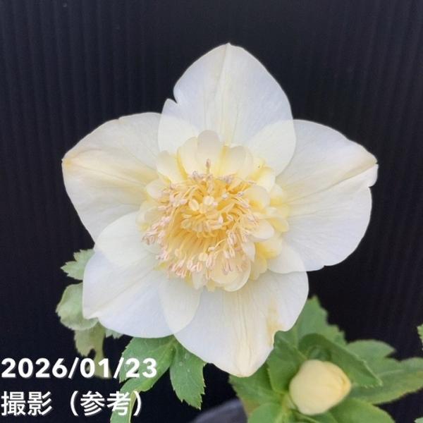 お買い得一点物咲き進み株】加藤農園 クリスマスローズ 4.5号（KT48