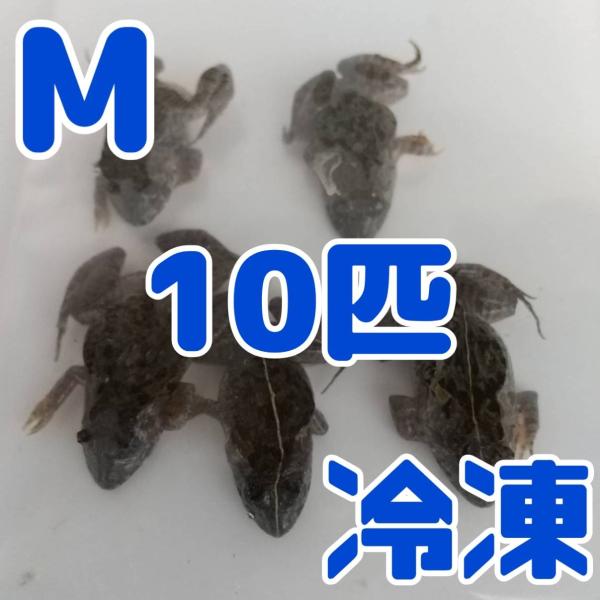 冷凍カエル【M・100匹】餌用カエル 約3〜4cm ヌマガエル 餌 自家繁殖