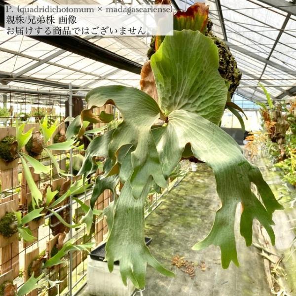 現品) ビカクシダ (クアドリディコトマム × マダガスカリエンセ) (pup
