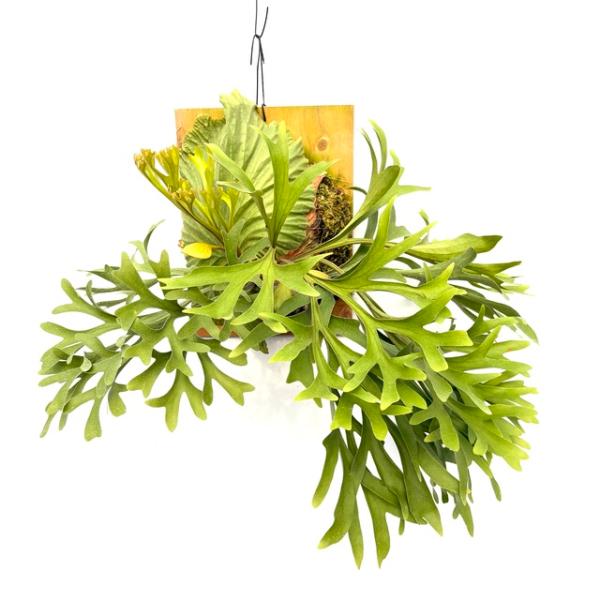 現品) ビカクシダ (キッチャクード シンフロンド × リドレイ ドワーフ