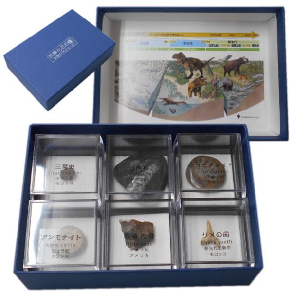 示準化石標本6種組 自然化石 本物 観察 自由研究 夏休み 冬休み