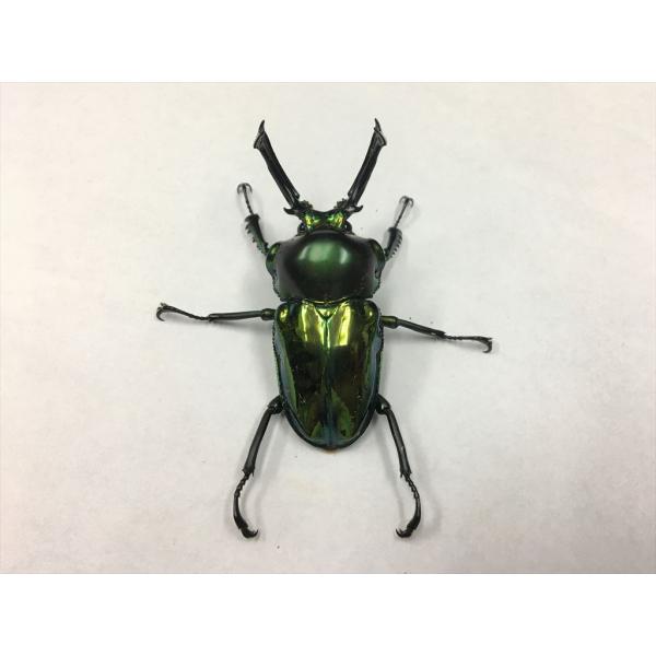 dorcus-breeders_njg-62pr