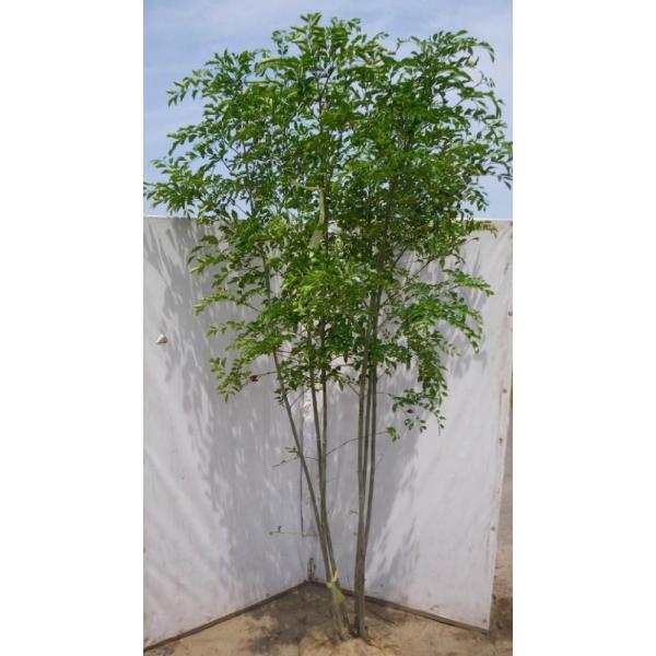 シマトネリコ 株立ち 約2m 大株植木苗木 シンボルツリー 鉢植え 規格