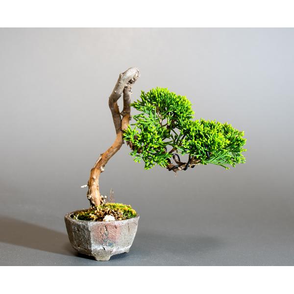 e-bonsai_4291