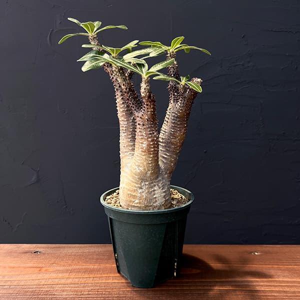 観葉植物 パキポディウム マカイエンセ （魔界玉）4号23-01 : 園芸