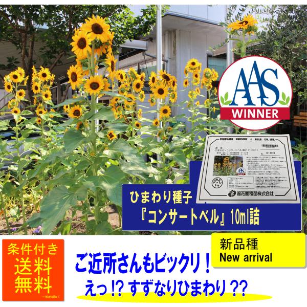 efu-no-hana_helianthusseed-