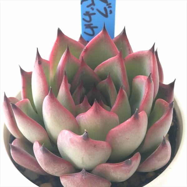 多肉植物 oriエケベリア ルブラ×ざわわ1 おらいさん苗 送料無料