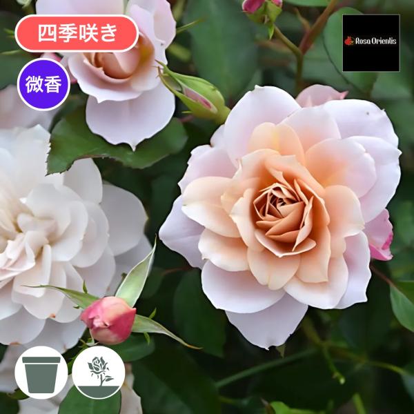 バラ苗 予約新苗 2026 うののさらら Unonosarara 四季咲き 国産