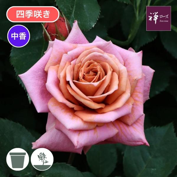 komatsugarden-store_3-s26-zen