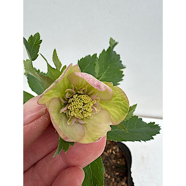 たんたんBwg026 クリスマスローズ 小苗 セット クリスマスローズ 開花