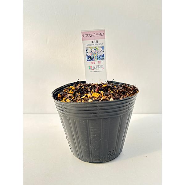 kagoen-nursery_thibetanus3eco