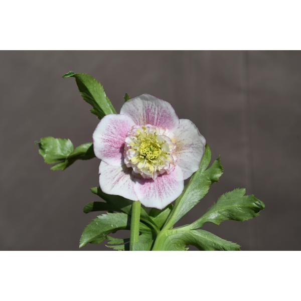 クリスマスローズ開花株 SD多弁咲き系ホワイトピンクスプラッシュ 220