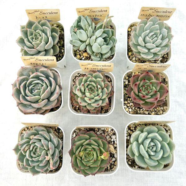 ☆送料無料☆多肉植物苗9種類セット☆おひとり様1セット限り！（一部