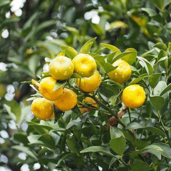 みかん 苗木 【 橘 （たちばな）】 1年生 接ぎ木苗 : 苗木の専門店