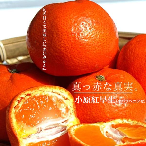 hanahirobaonline_kankitsu-