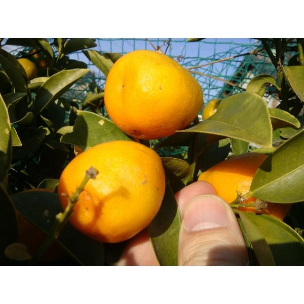 hanahirobaonline_kankitsu-