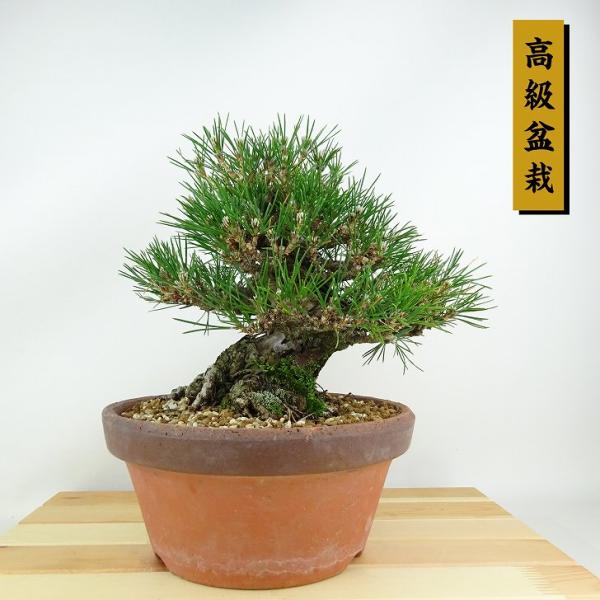 盆栽 松 黒松 樹高 約20cm くろまつ 高級盆栽 Pinus thunbergii