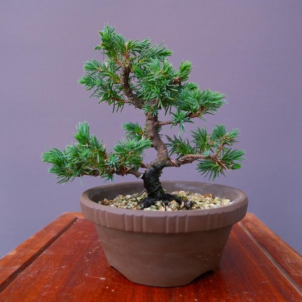 株）一樹園 伊達誉杜松 小品盆栽／樹齢10年 : 一樹園 - 通販 - Yahoo