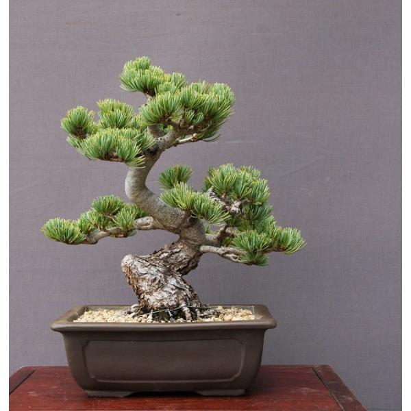 株）一樹園 宮島五葉松 中品盆栽／樹齢30年 : 一樹園 - 通販 - Yahoo