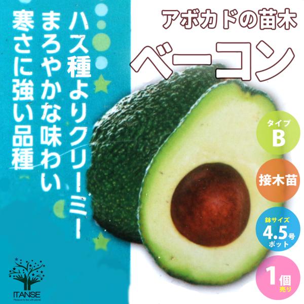 ITANSE アボカドの苗木 品種：ベーコン(Bタイプ) 果樹の苗木 接木苗