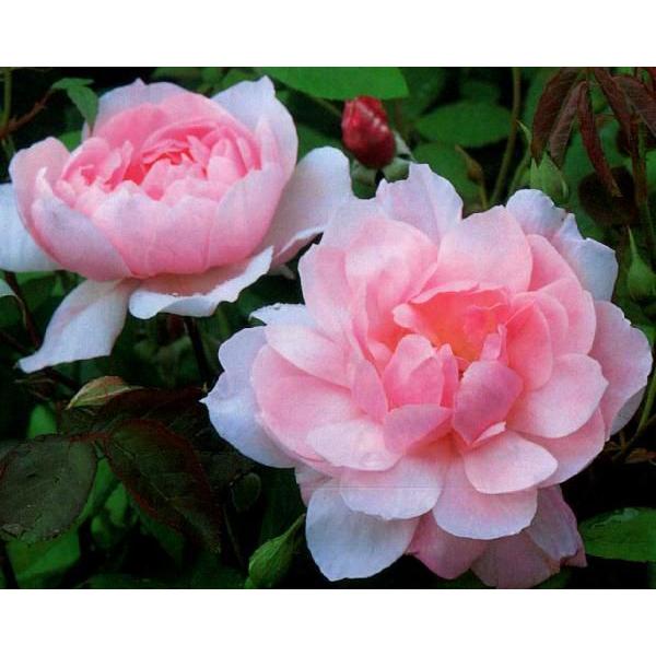 メアリー・ディレイニー(Ausorts)（バラ苗：イングリッシュローズ