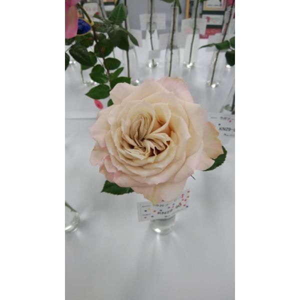 morinouen-store_20baraimaikn29