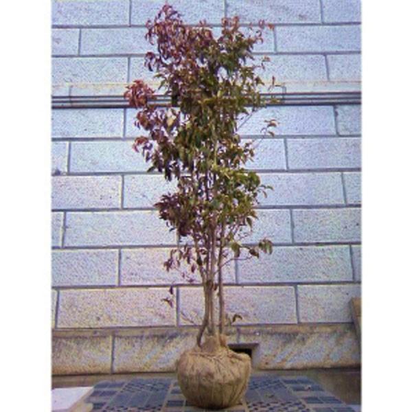 常緑ヤマボウシ ホンコンエンシス 月光 株立ち 樹高1.8〜2.0m前後(根鉢