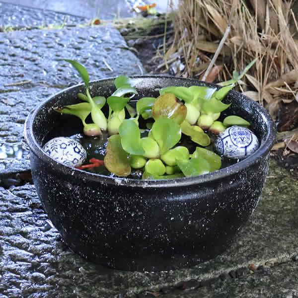 信楽焼 睡蓮鉢 メダカ鉢 おしゃれ めだか鉢 陶器 水鉢 ビオトープ