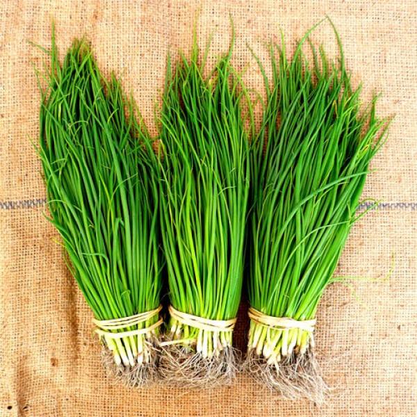 玉ねぎ苗】タキイ交配 「ネオアース苗」1000本 会津産ほか タマネギの