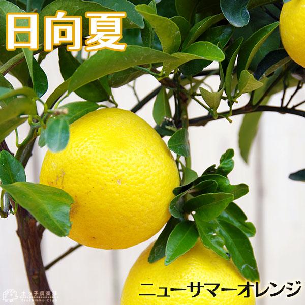 日向夏 （ ニューサマーオレンジ ） 接ぎ木 15cmポット苗【 送料無料