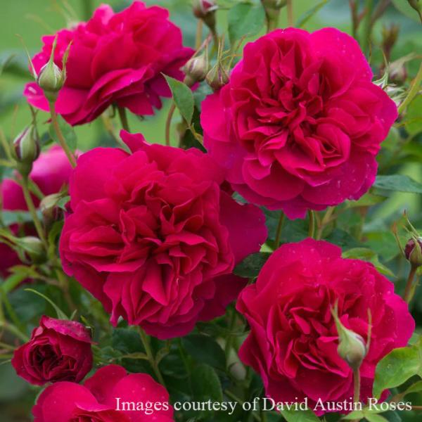 バラ苗 トーマスエイベケット (大苗) シュラブ 半つる性 返り咲き 中輪