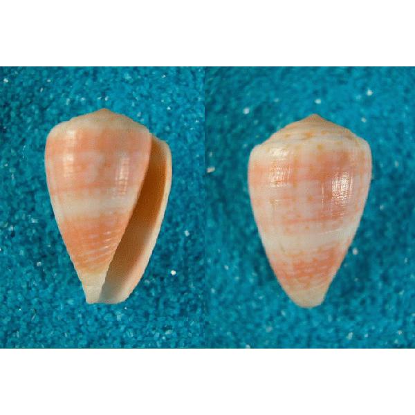 オーストラリアイモガイ : 貝殻ストア - 通販 - Yahoo!ショッピング