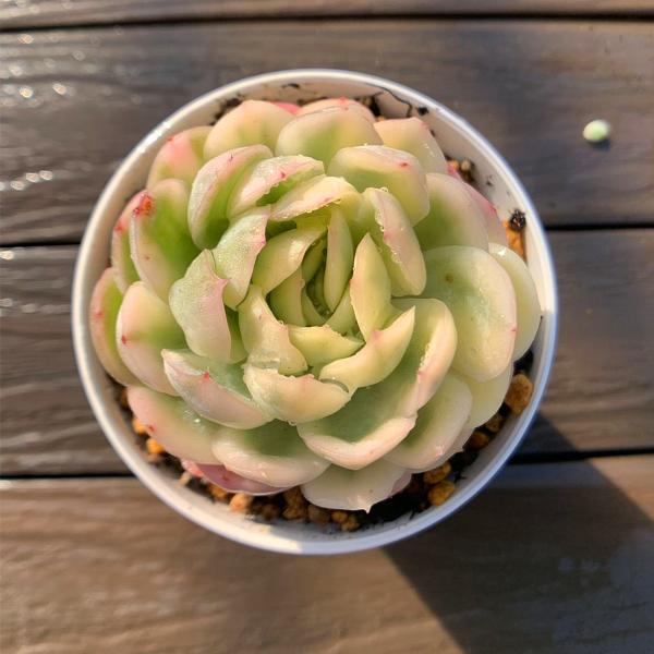 農園直売 多肉植物 寄せ植え エケベリア属 ストロベリーアイス錦（単