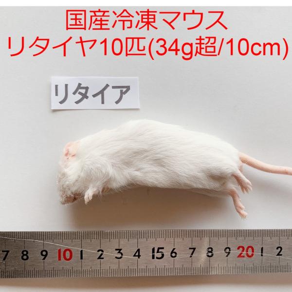 thepern_mouseretiredx10